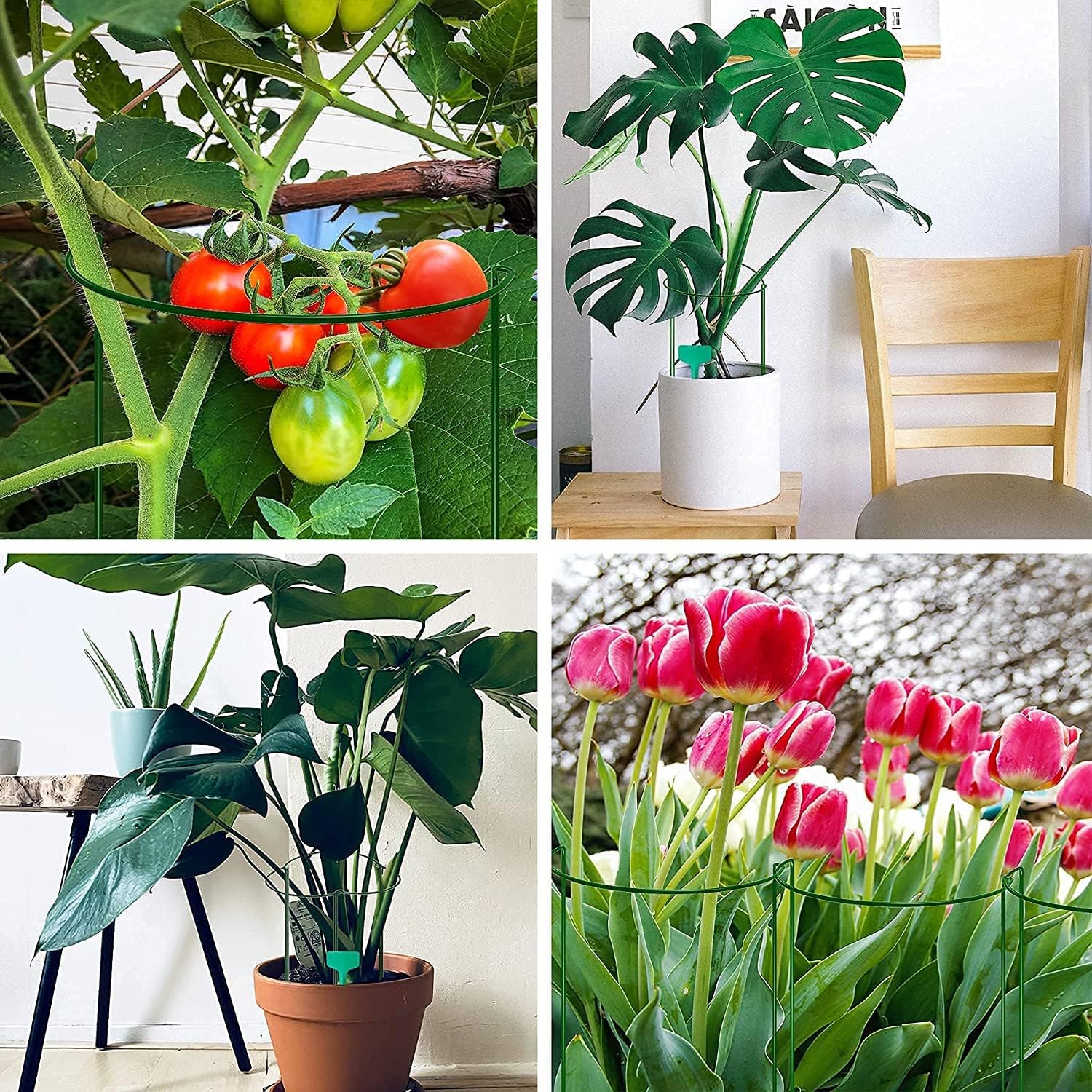 (20 x 35 cm)10 Piquets de Soutien pour Plantes de Jardin, Support de Plantes de Jardin Demi-Rond pour Tomate, Pivoines, Hortensia, Vigne - 5