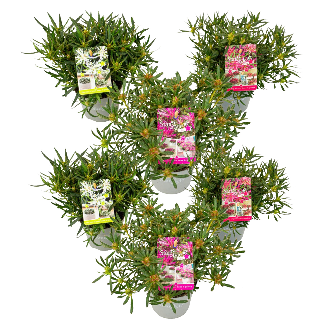 Plant in a Box - Rododendro 'Azalea StarStyle' - Set di 6 - Azalea ...