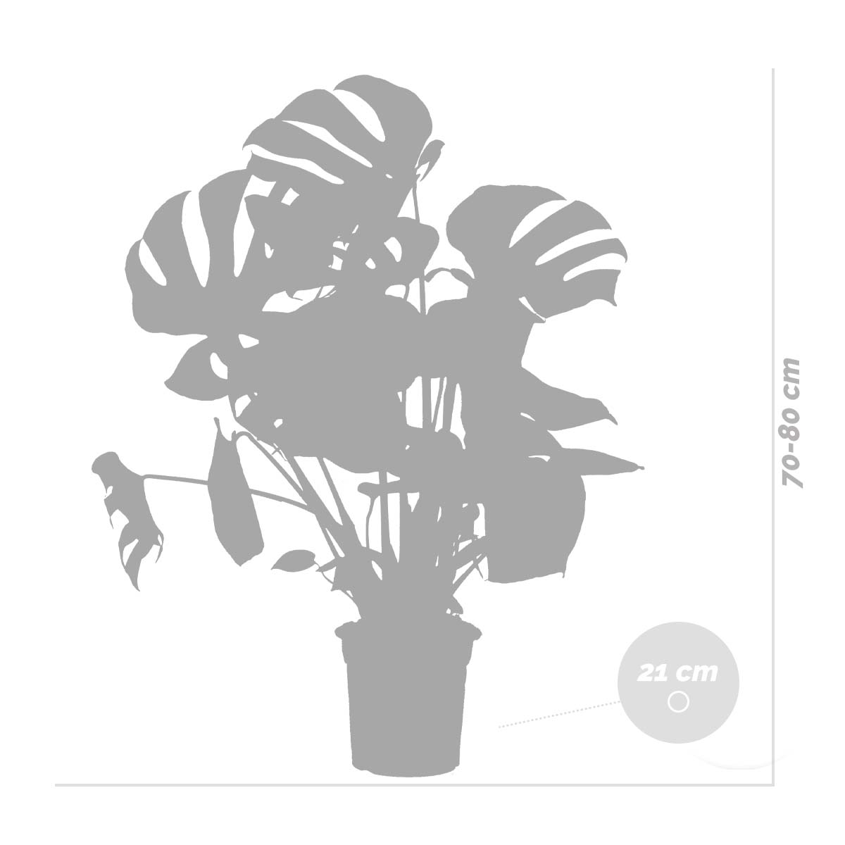 Monstera Deliciosa - Monstera - Plantes d’intérieur - Dépolluante - H. 70-80 cm - P. 21 cm - 5