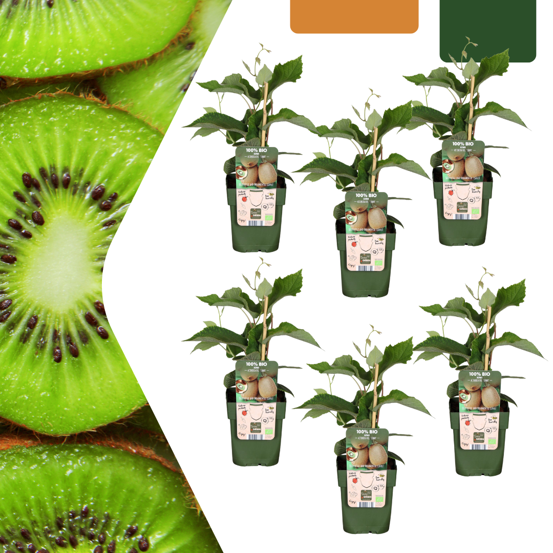 6x Ekologiczne sadzonki kiwi – Actinidia deliciosa Ø13 cm | Samozapylające i odporne