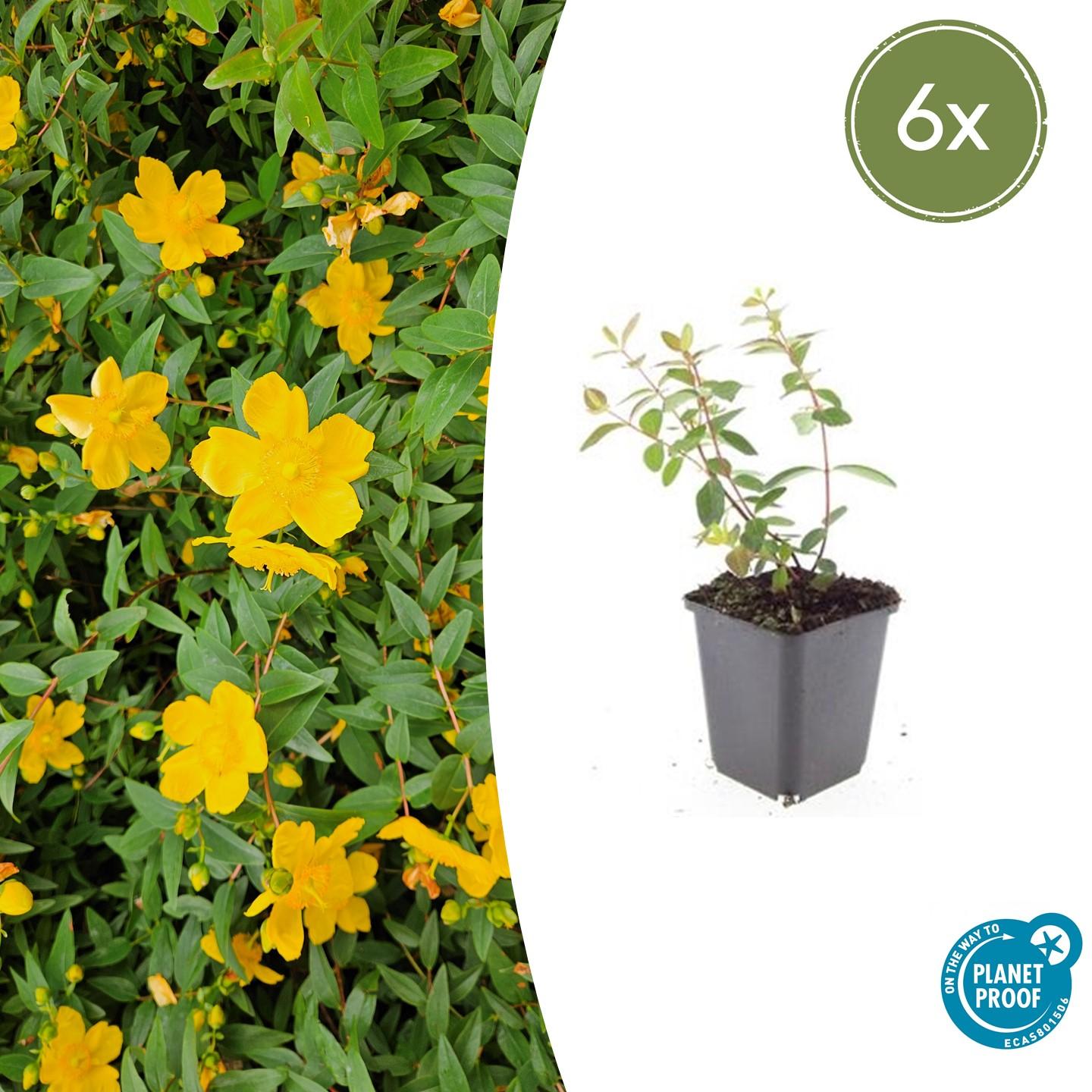Compact Hypericum 6x Hypericum dummeri 'Peter Dummer' – Arbuste couvre-sol compact ...