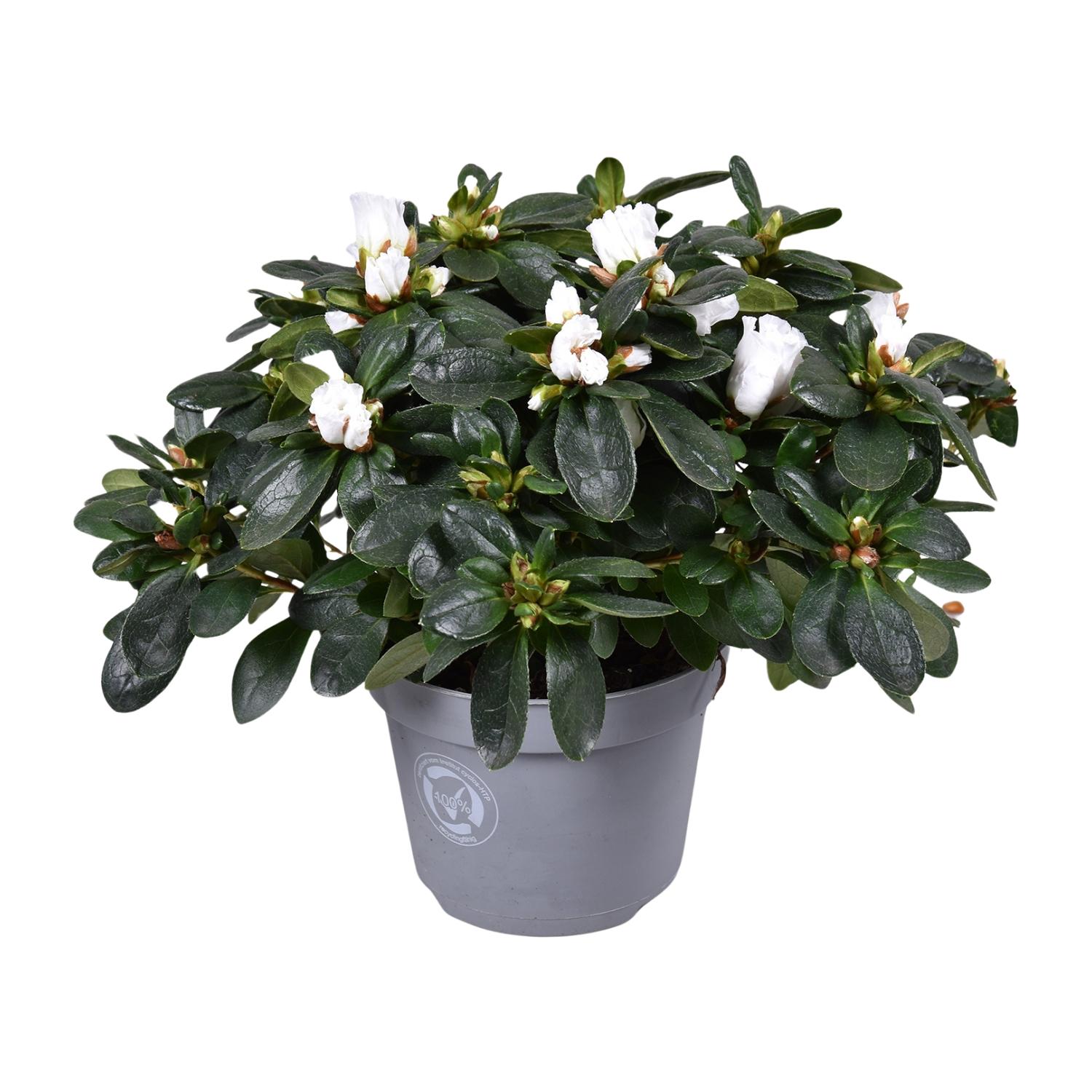 Azalea Witte Vogel - Azalée blanche décorative Ø13cm ↕27cm– MOSELOTA ...