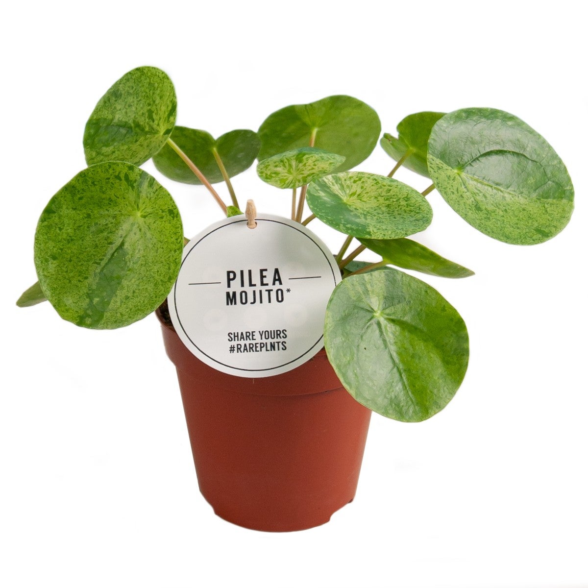 Pianta di Pilea pepermioides mojito foto reali vaso 13cm - 4