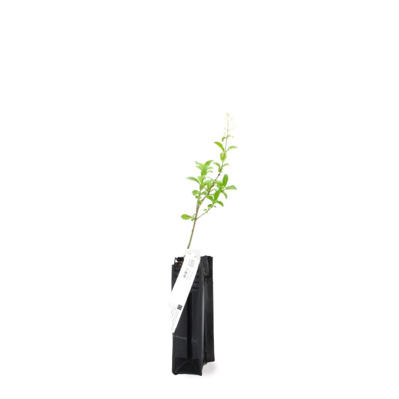 Troène commun (Ligustrum vulgare) - Godet - Taille 13/25cm - Pépinières Naudet - 3