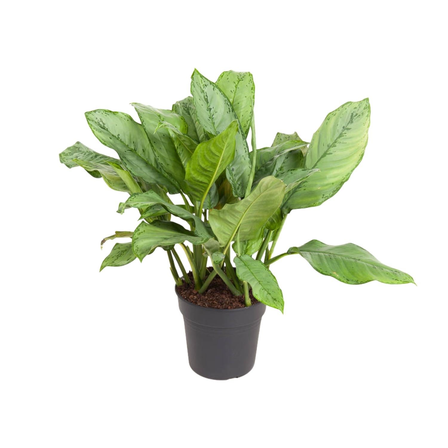 Aglaonema B.J Freedman roślina doniczkowa Ø24cm wysokość 70cm dekoracyjny liść łatwa pielęgnacja