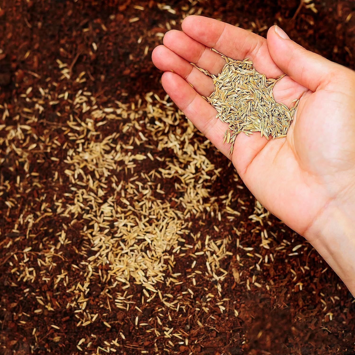 R&R SHOP - Semi per Prato, Festuca Arundinacea, Resistente e Duratura (1Kg- 40mq) - 2