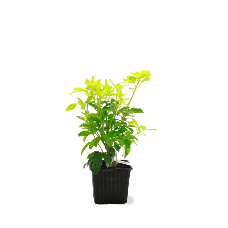 Oranger du Mexique 'Sundance' (Choisya ternata 'Sundance') - Godet - Taille 13/25cm - Pépinières Naudet - 2