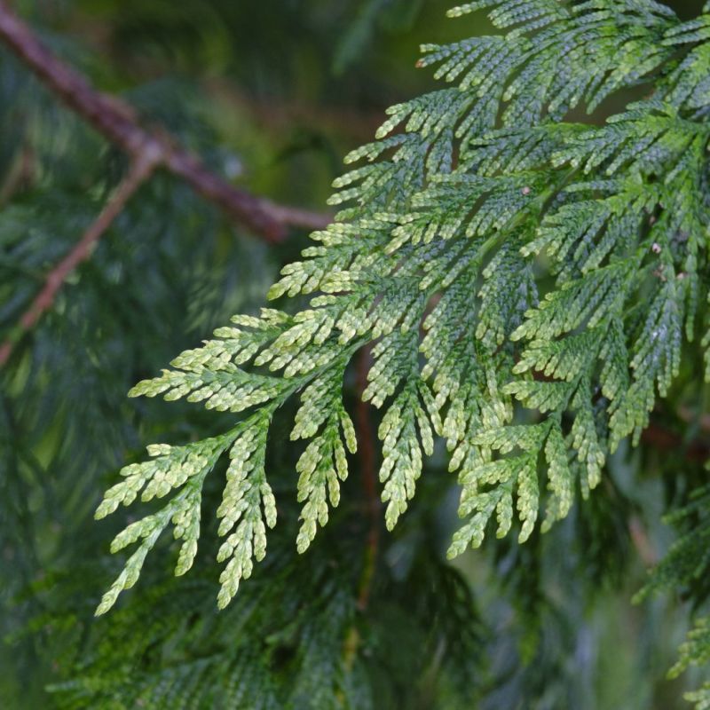 brotfruchtbaum zimmerpflanze Brotfrucht (Artocarpus heterophyllus)