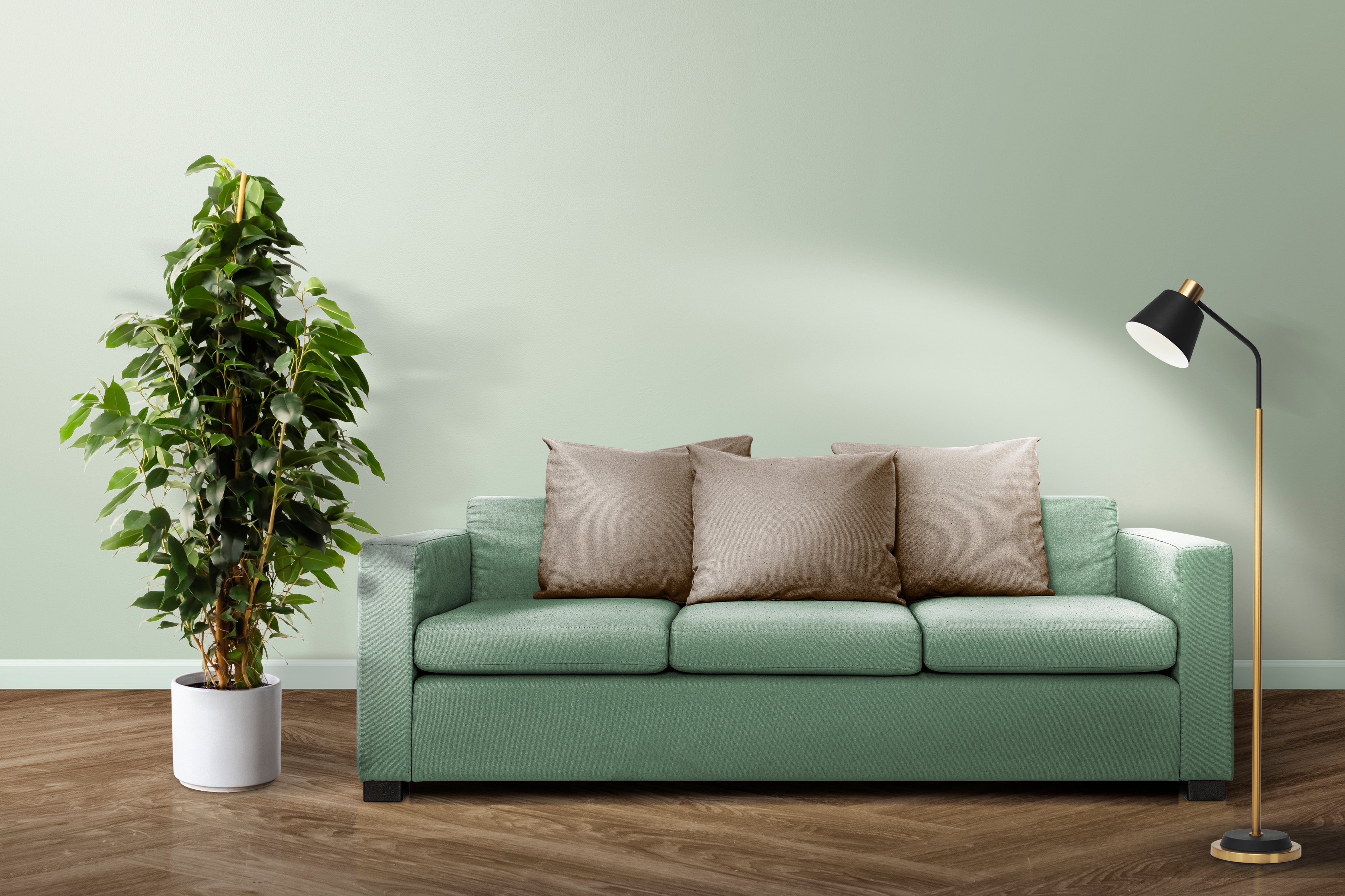Ficus Benjamina 