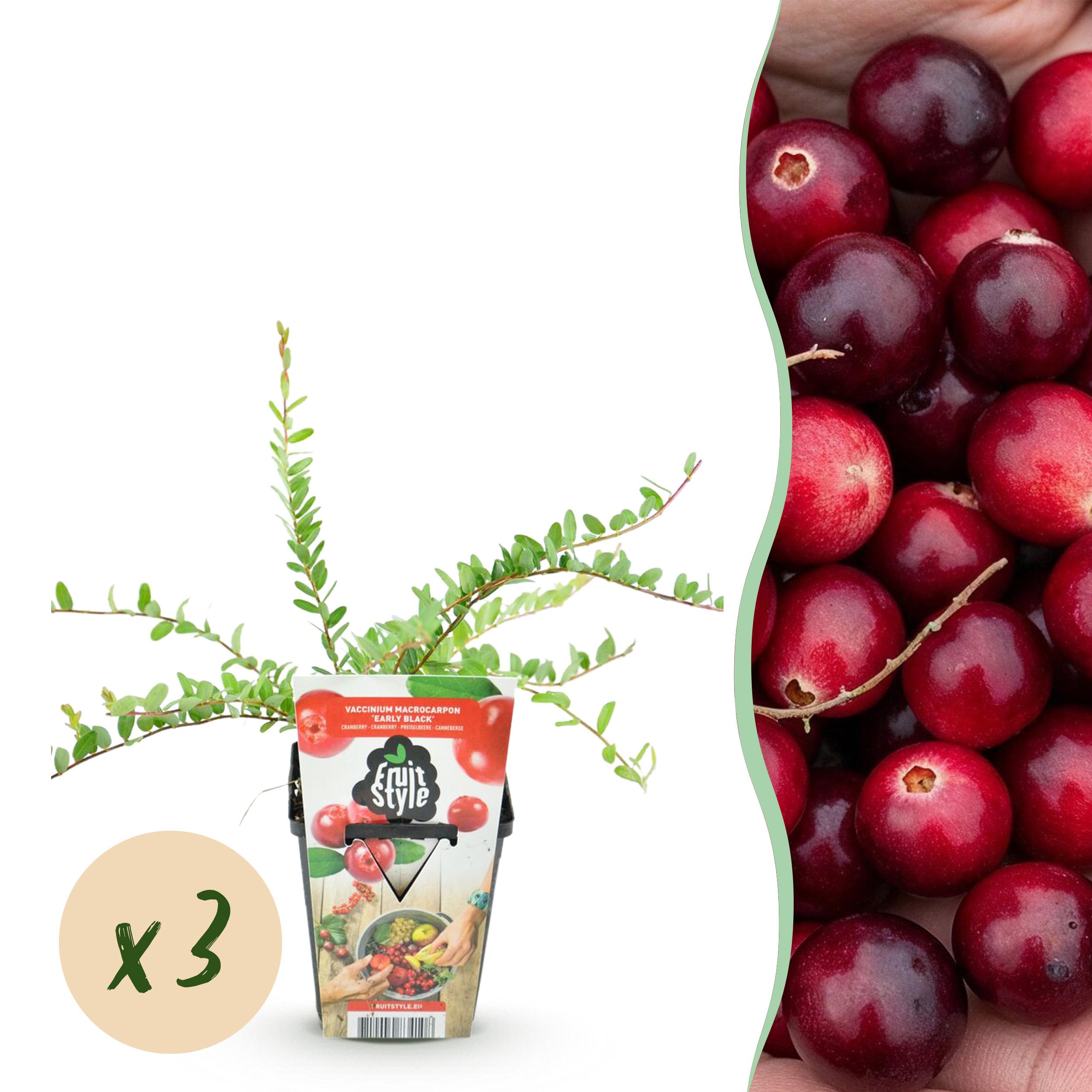 Green boutiQ Borówka Early Black – Vaccinium macrophylla – Odporna na mróz – 3 rośliny – Doniczka 9 cm – Ciemnoczerwone owoce