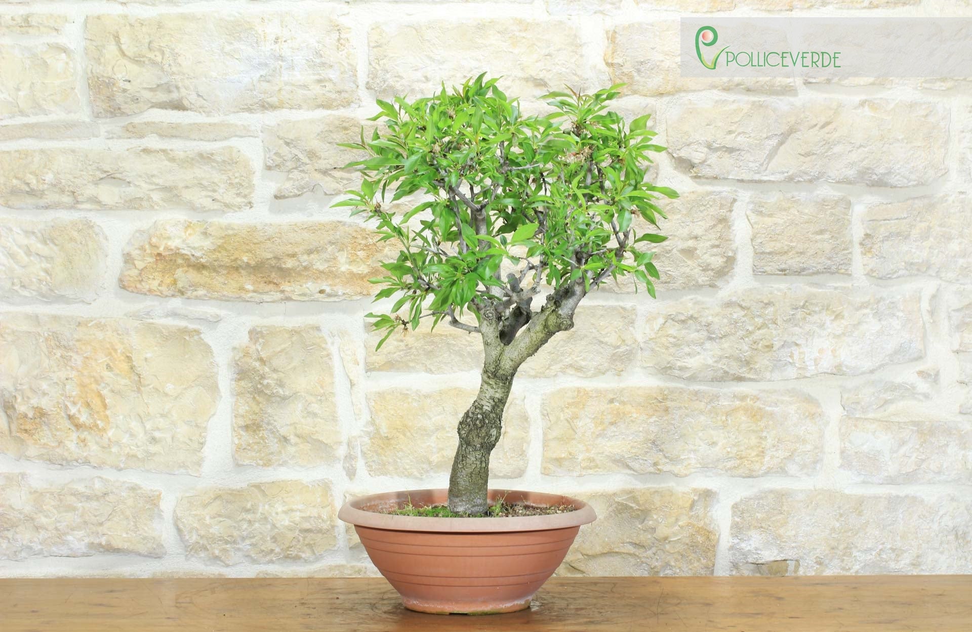 Pre bonsai di Mandorlo (3) - 2