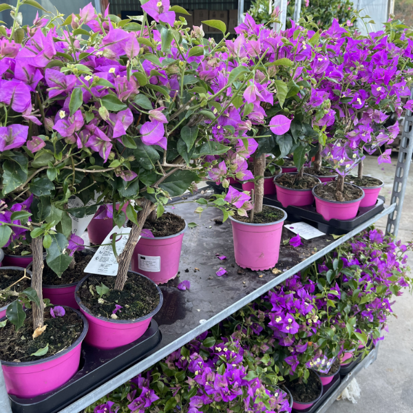 Pianta di BOUGANVILLEA SANDERIANA fiore VIOLA ad alberello in vaso 14 cm - 4