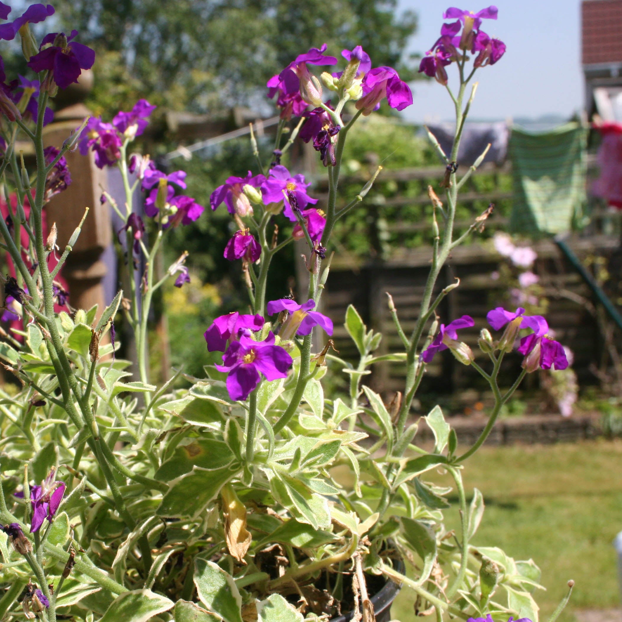 Aubriète 'Dr Mules Variegated' Godet de 8/9 cm | Leroy Merlin