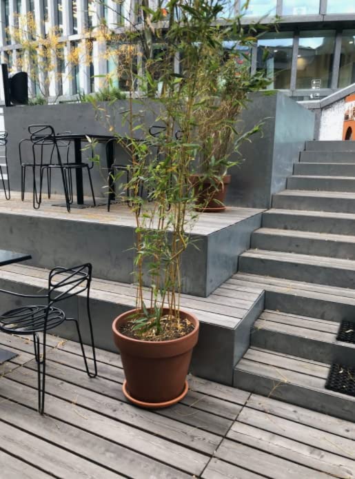 Doniczka gliniana donica ceramiczna terakota z podstawką na kwiaty fi 39 - KOTARBAU - 3