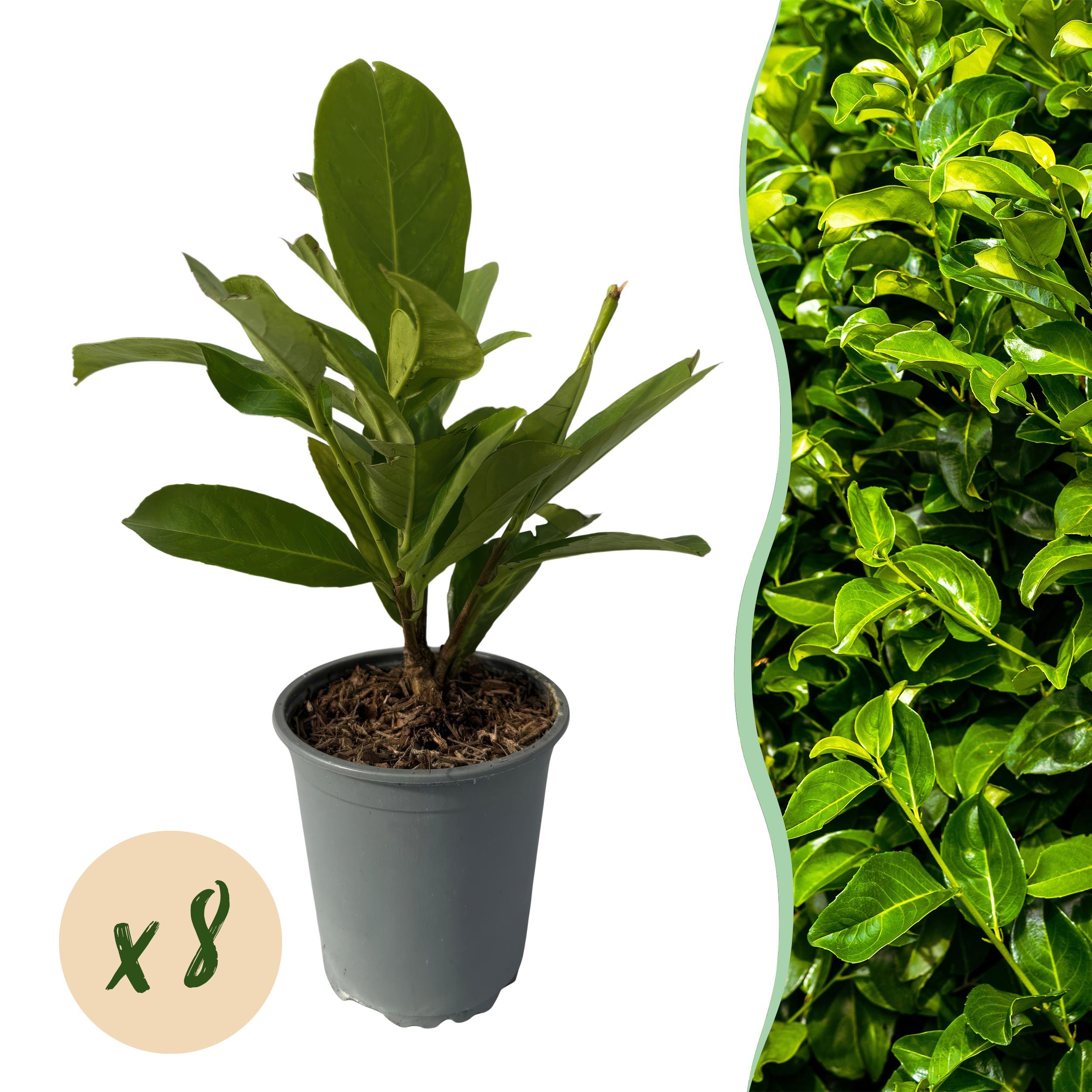 Prunus laurocerasus Rotundifolia – Roślina na żywopłot zimozielona – 8 roślin – Doniczka 9 cm – Wysokość 30-35 cm