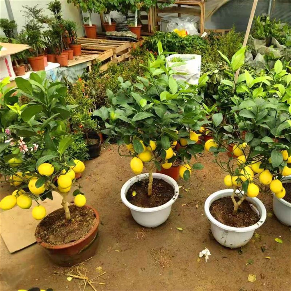 [60 pièces] Graines de citron de haute qualité, taux de germination élevé, faciles à cultiver, adaptées aux jardins familiaux et aux plantes en pot - 3