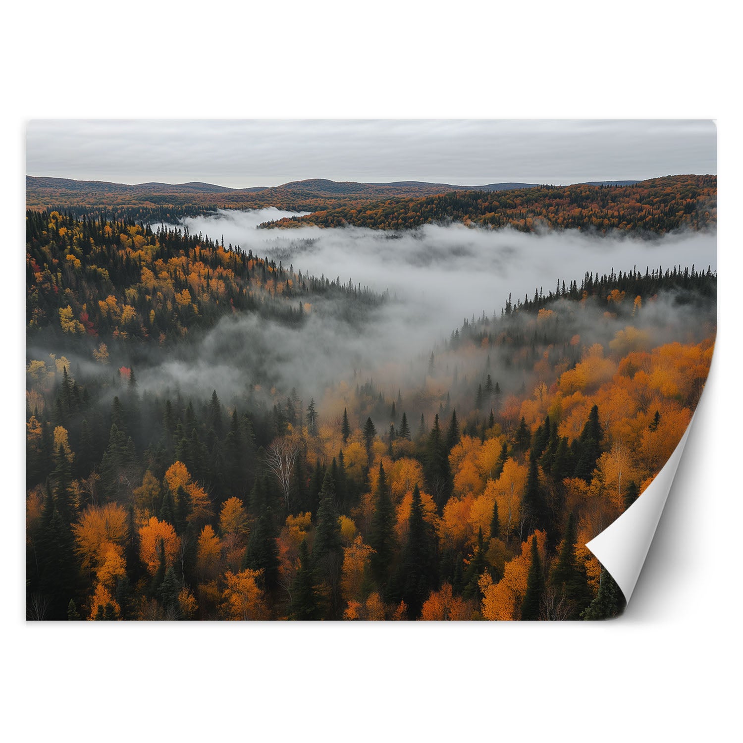 Fototapeta do salonu sypialni, Las we mgle natura pejzaż 300x210