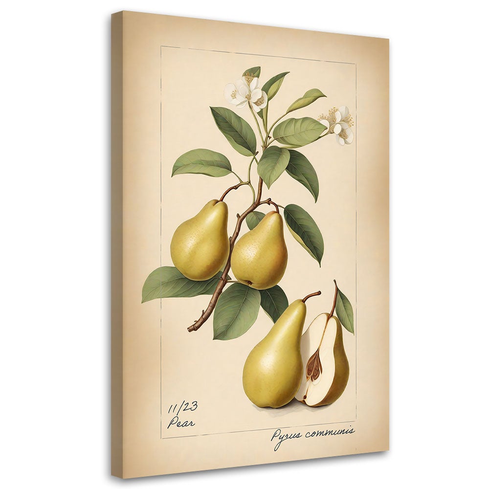 Obraz na płótnie, Owoce Vintage Gruszka 70x100