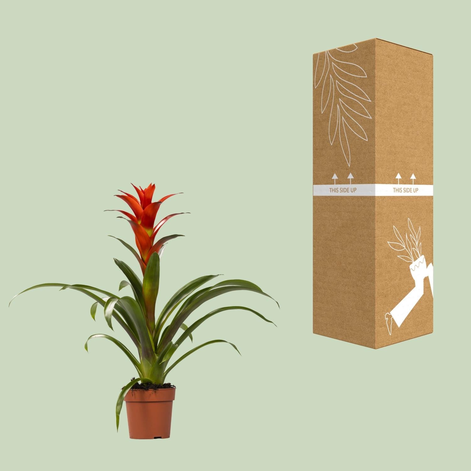 Guzmania Ostara - Pianta tropicale da interno Ø12cm ↕45cm con fogliame vivace - 2