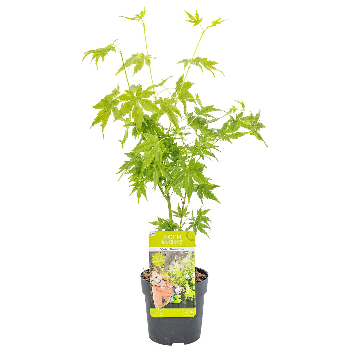 Erable Du Japon Going Green