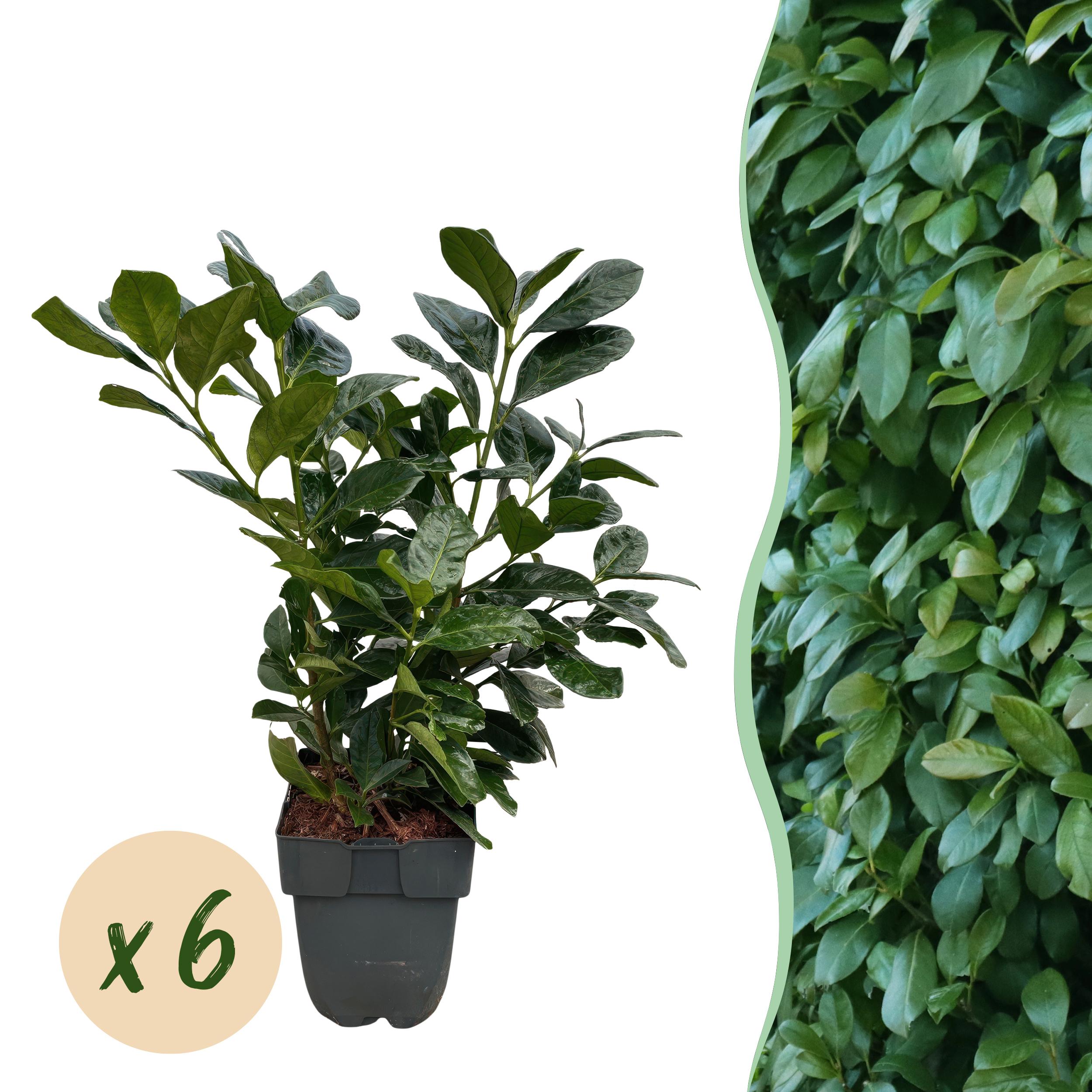 Prunus laurocerasus Etna – Roślina na żywopłot zimozielony – Zielone liście – 6 roślin – 1 metr bieżący – Doniczka 17 cm – Wysokość 50 cm