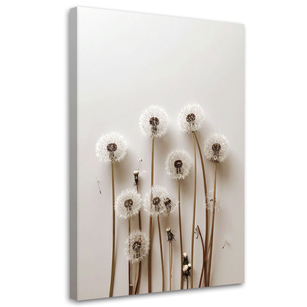 Obraz do salonu kuchni biura, Dmuchawce rośliny natura boho 40x60