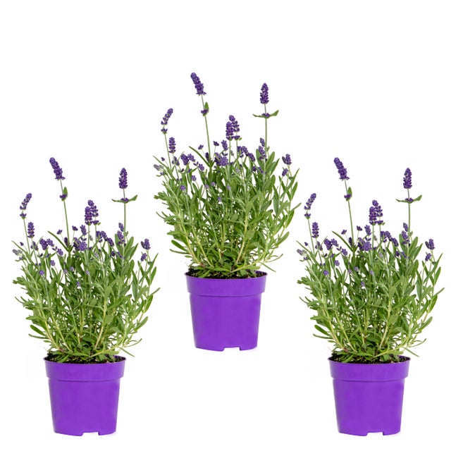 Lot de 3 - Lavandula Angustifolia - Lavande - Plantes de jardin - H. 15-20 cm - P. 10,5 cm