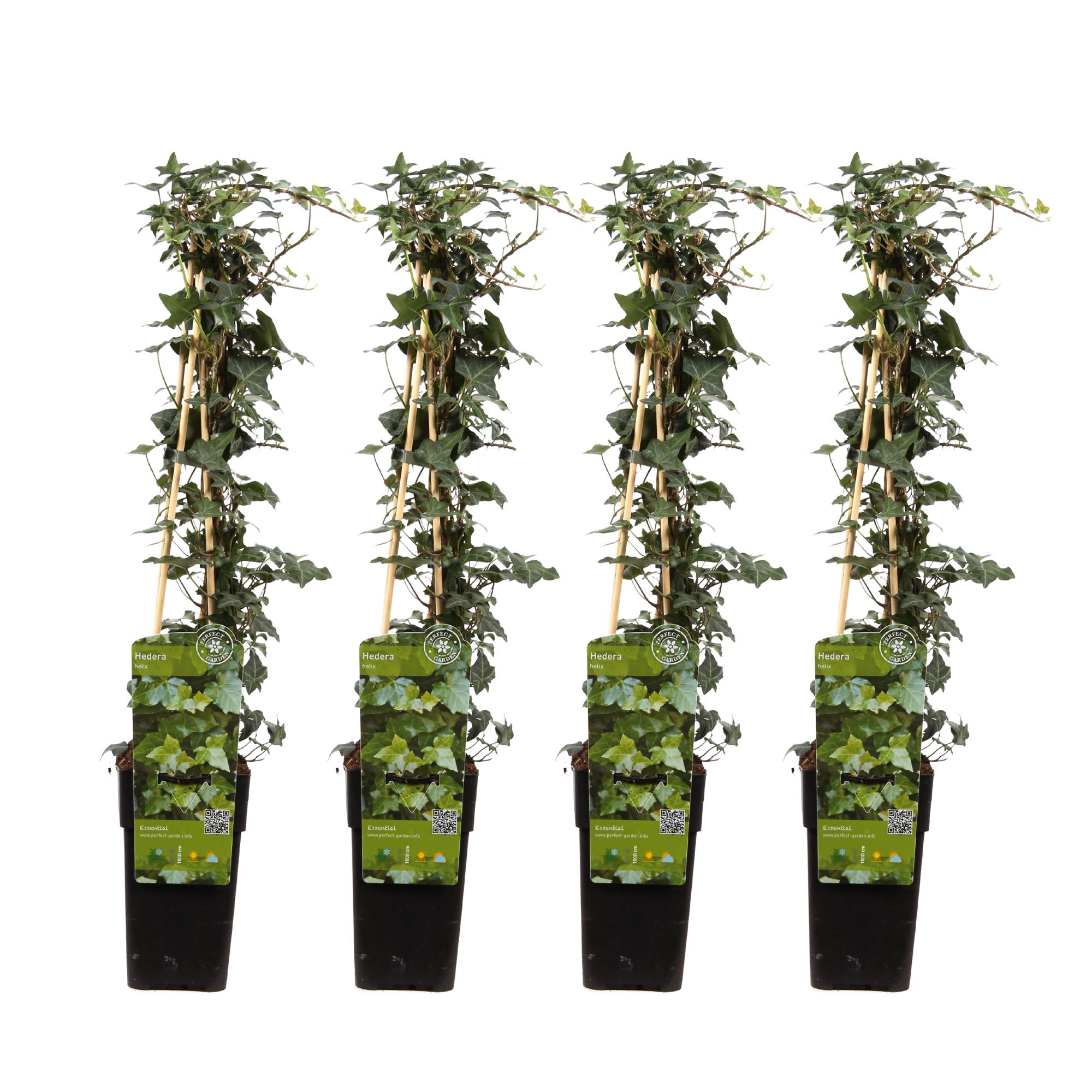 4x Hedera helix - Bluszcz pospolity zimozielony - 65 cm - Doniczka Ø15 cm