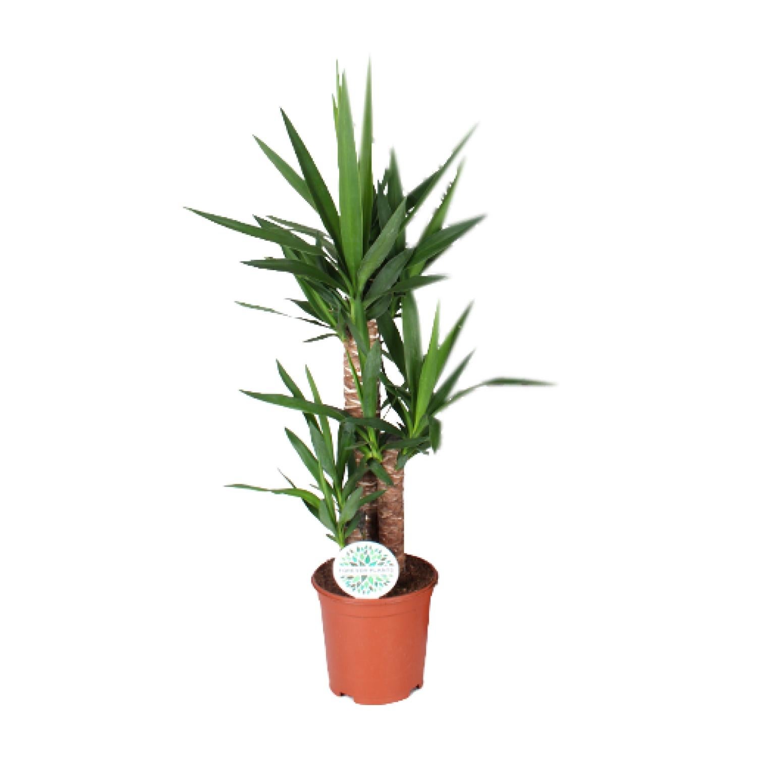 Yucca - Elegancka roślina doniczkowa - Długie i ostre liście - Doniczka Ø21cm - Wysokość 90cm