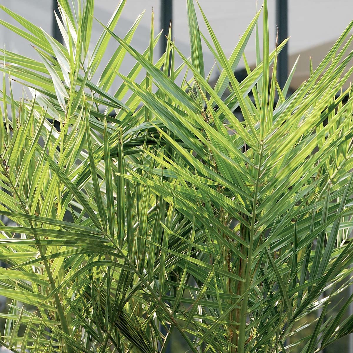 Lot de 2 - Phoenix Canariensis - Palmier des Canaries - Palmier rustique - H. 80-100 cm - P. 19 cm - 4