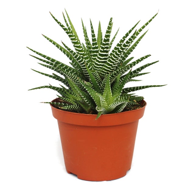 Haworthia fasciata 
