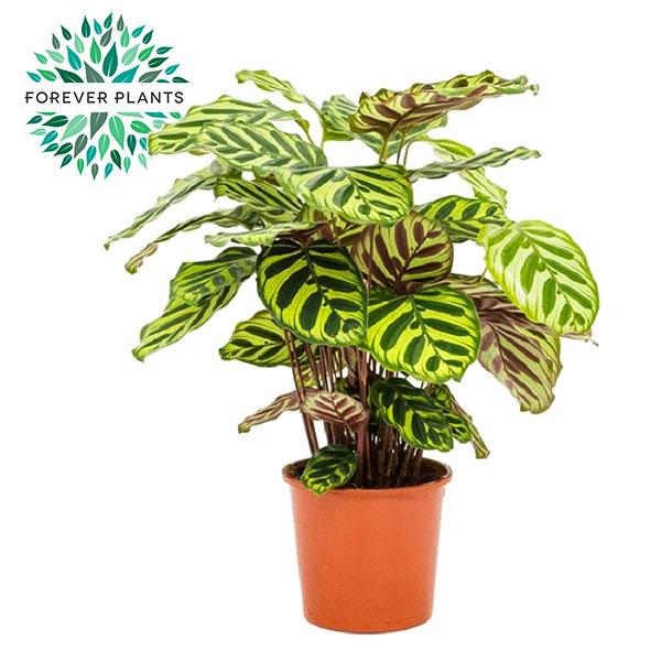 Calathea Makoyana - Roślina doniczkowa Paw - Liście zielone z srebrnymi żyłkami - Doniczka Ø17cm - Wysokość 55cm