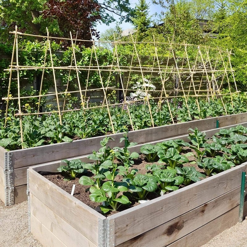 Lot de 500 Tuteur en Bambou 150 cm, 8-10 mm, Tubes en Bambou pour Plantes et Arbres, Baguettes de bambou, Canne de bambou - 6