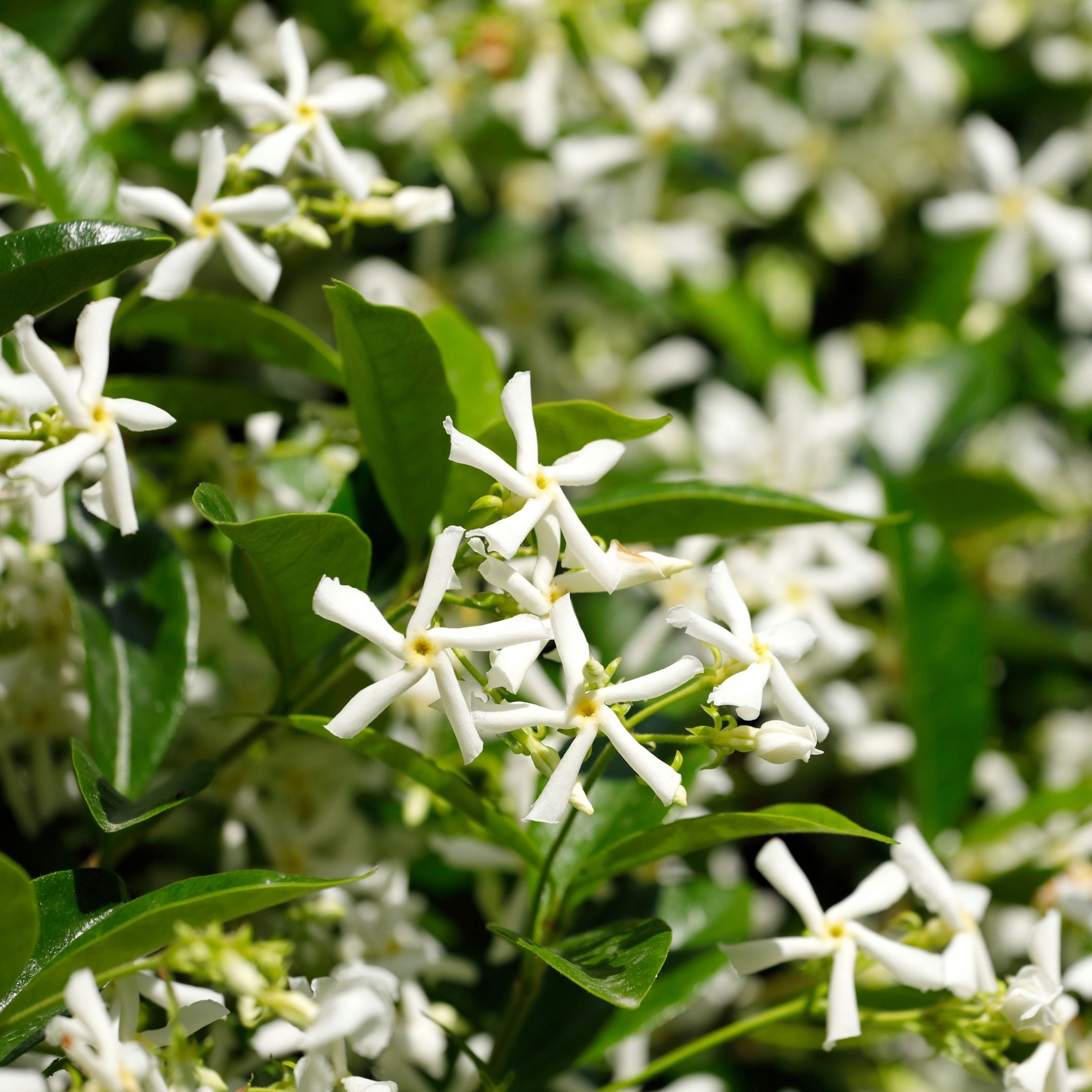 Jasmin étoilé - Trachelospermum jasminoides - Hauteur 110-120cm - ⌀17cm - 5