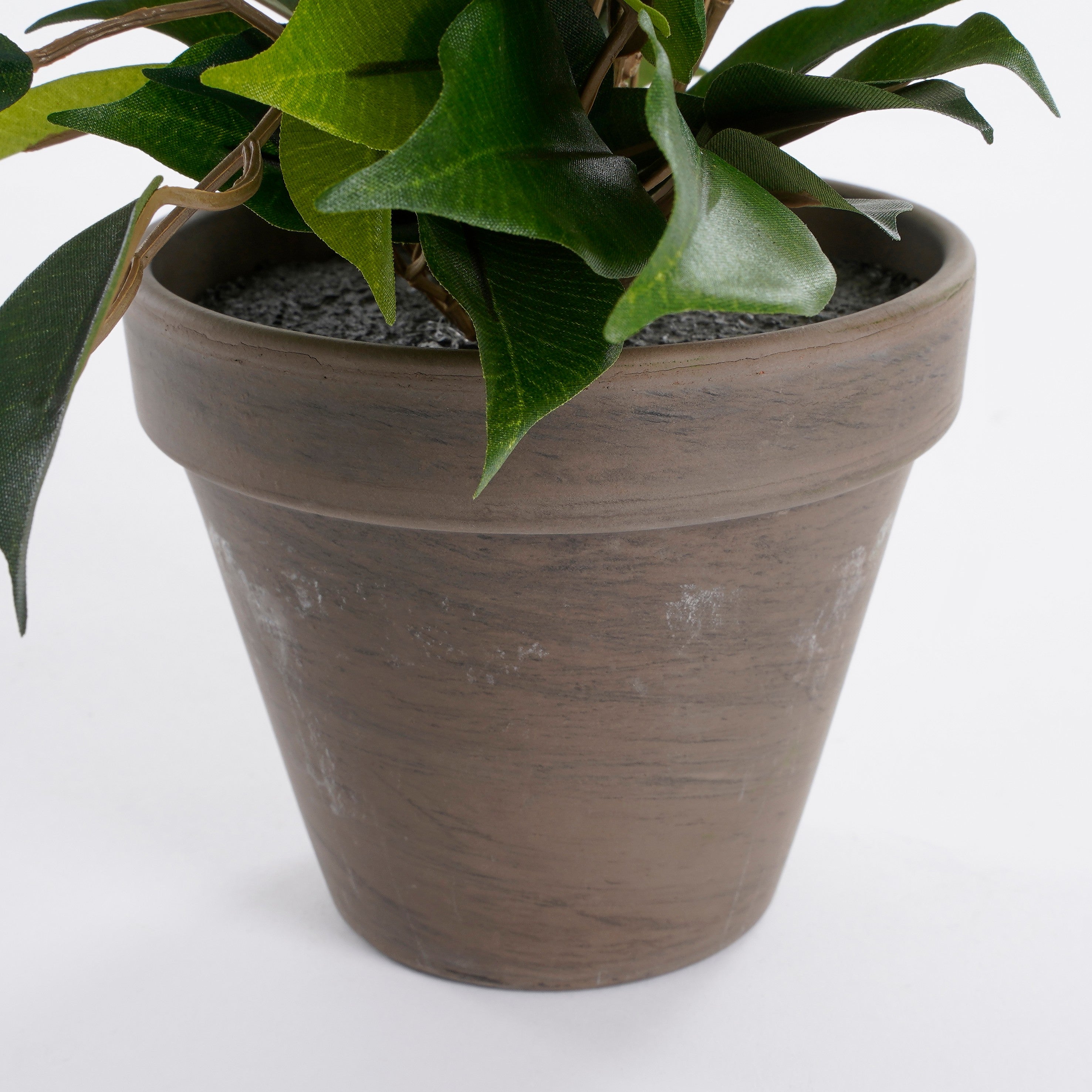 Ficus natasja com vaso ø11,5x40x30cm - 4