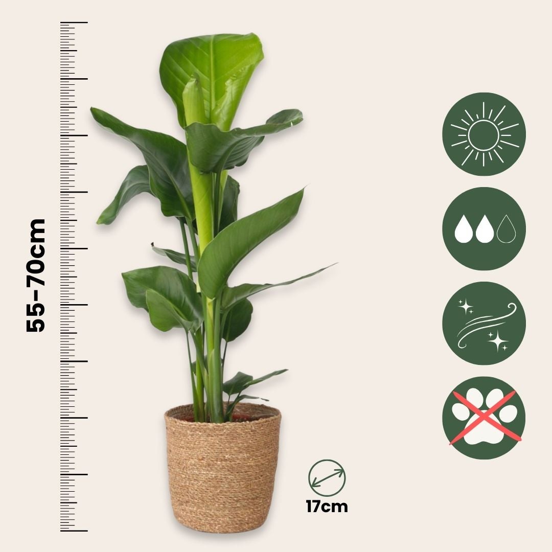 Oiseau de paradis - Strelitzia nicolai - Hauteur 55-70cm - ⌀17cm - 2