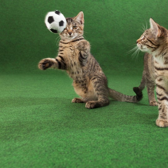 Moquette extérieur sur plots - Terrasse et Balcon - Vert - Rouleau de 2m x 6m - 2