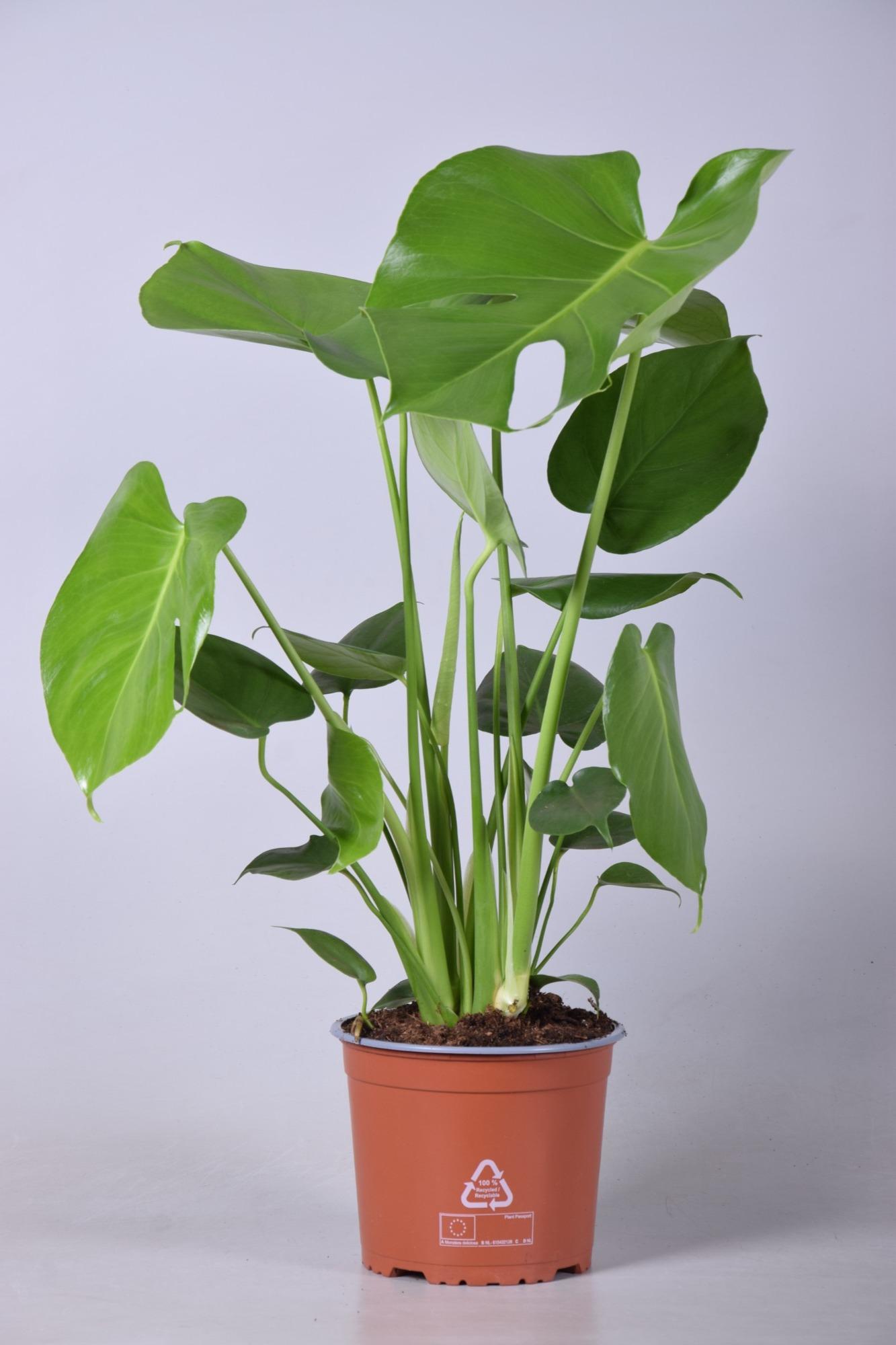 Monstera Deliciosa rolina doniczkowa monstera - Doniczka 17cm - Wysoko  60cm - Leroy Merlin
