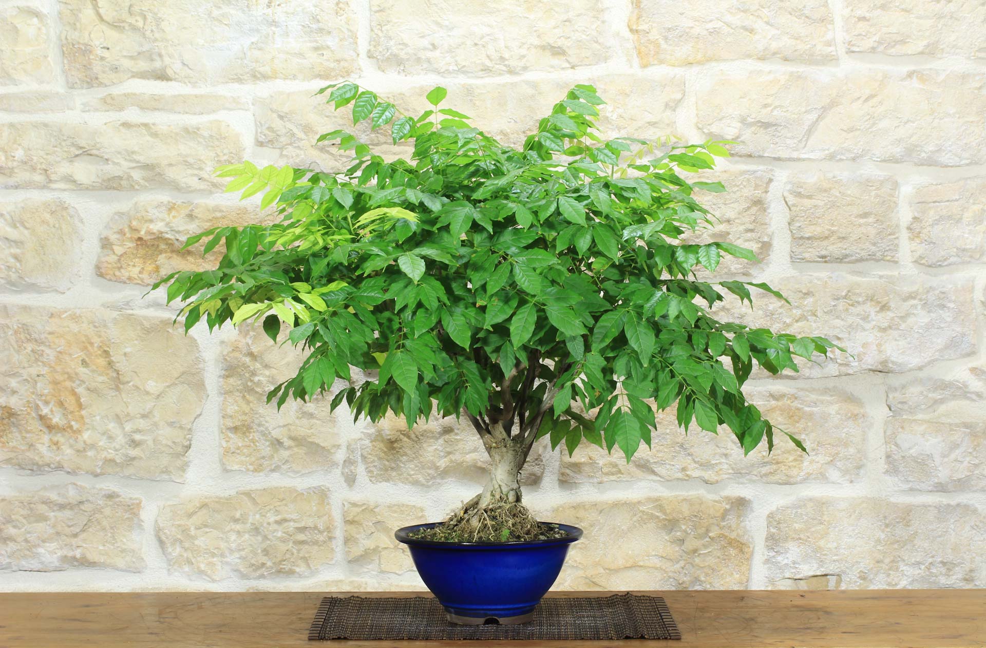 Bonsai di Glicine Giapponese (21). | Leroy Merlin