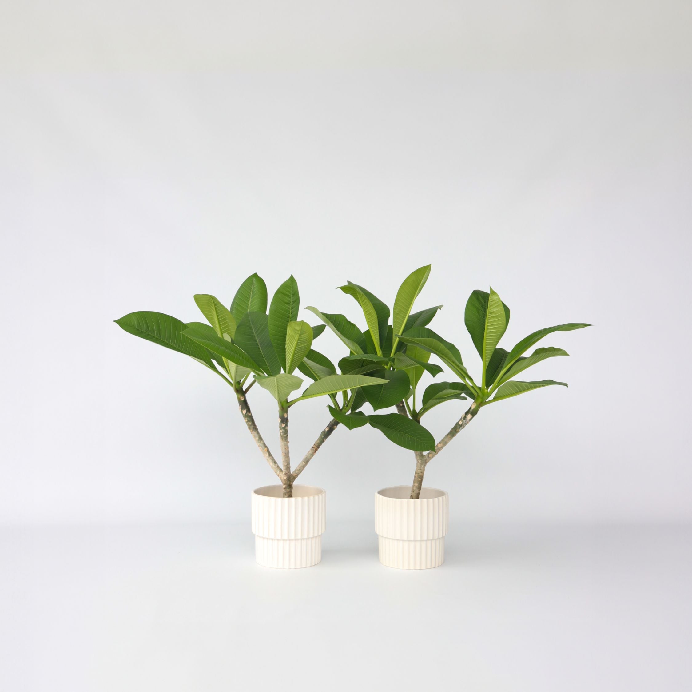 Frangipanier - Set de 2 - Plumeria rubra 'Hawaii' - Hauteur 45-55cm - ⌀17cm - 6