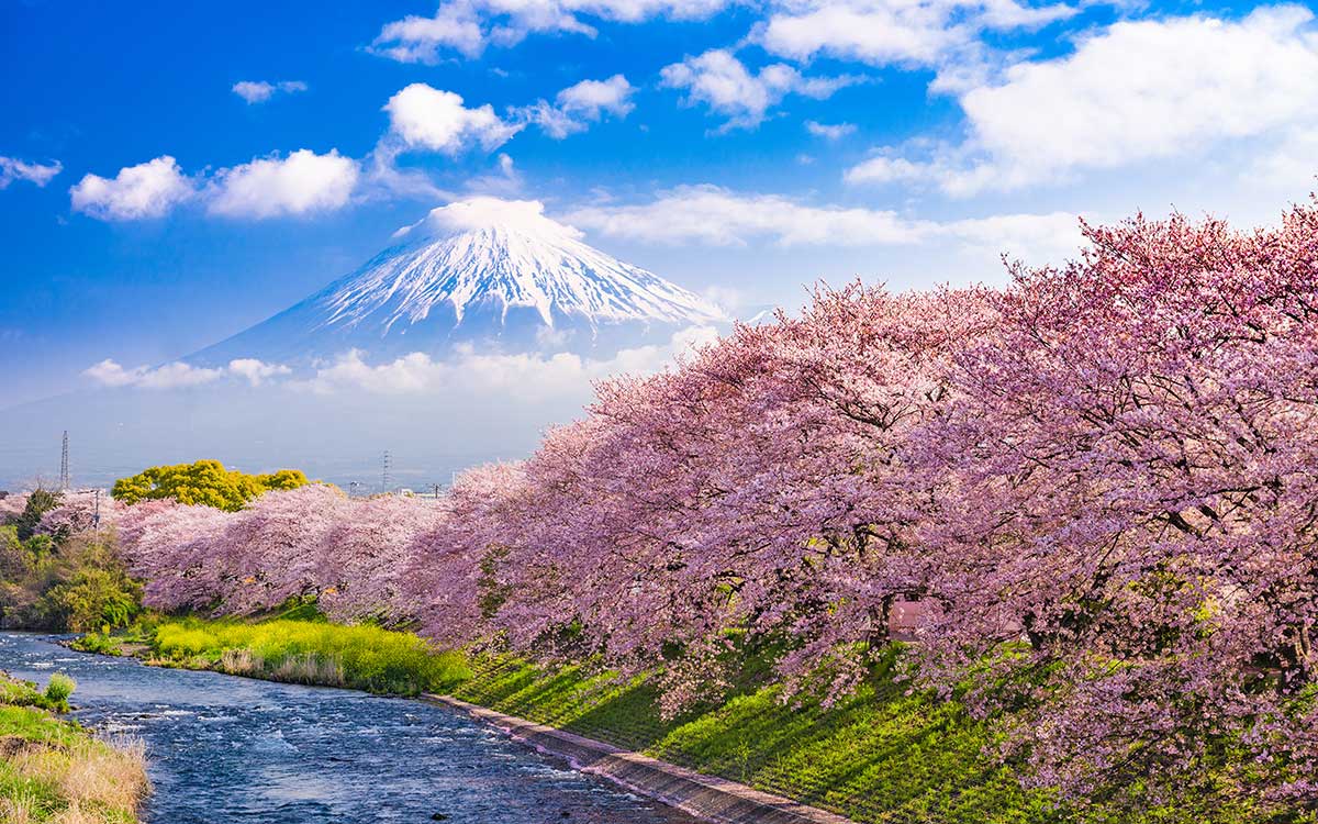 Cuadro paisaje monte fuji y cerezos en flor - 80x50 cm