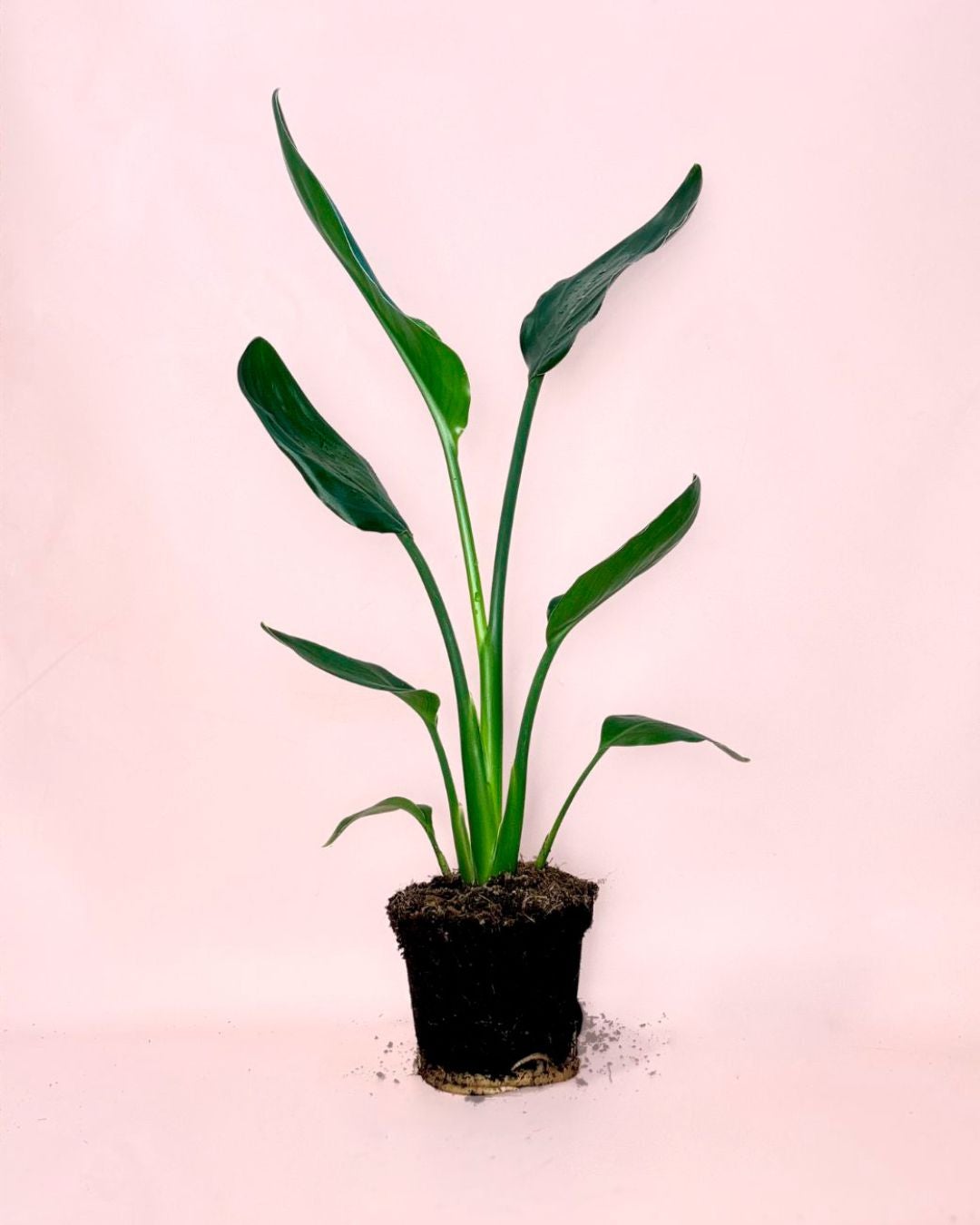Planta Strelitzia Reginae (Ave Del Paraso) - Planta Natural Para Interior  Y Exterior, Maceta 12 Cm, Aprox. 40 Cm De Altura