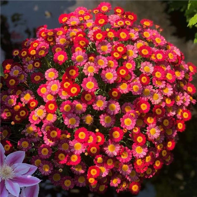 Marguerite Rouges Dans Pot Graines de marguerite rouge (2000 graines), graines de fleurs, plantes ...