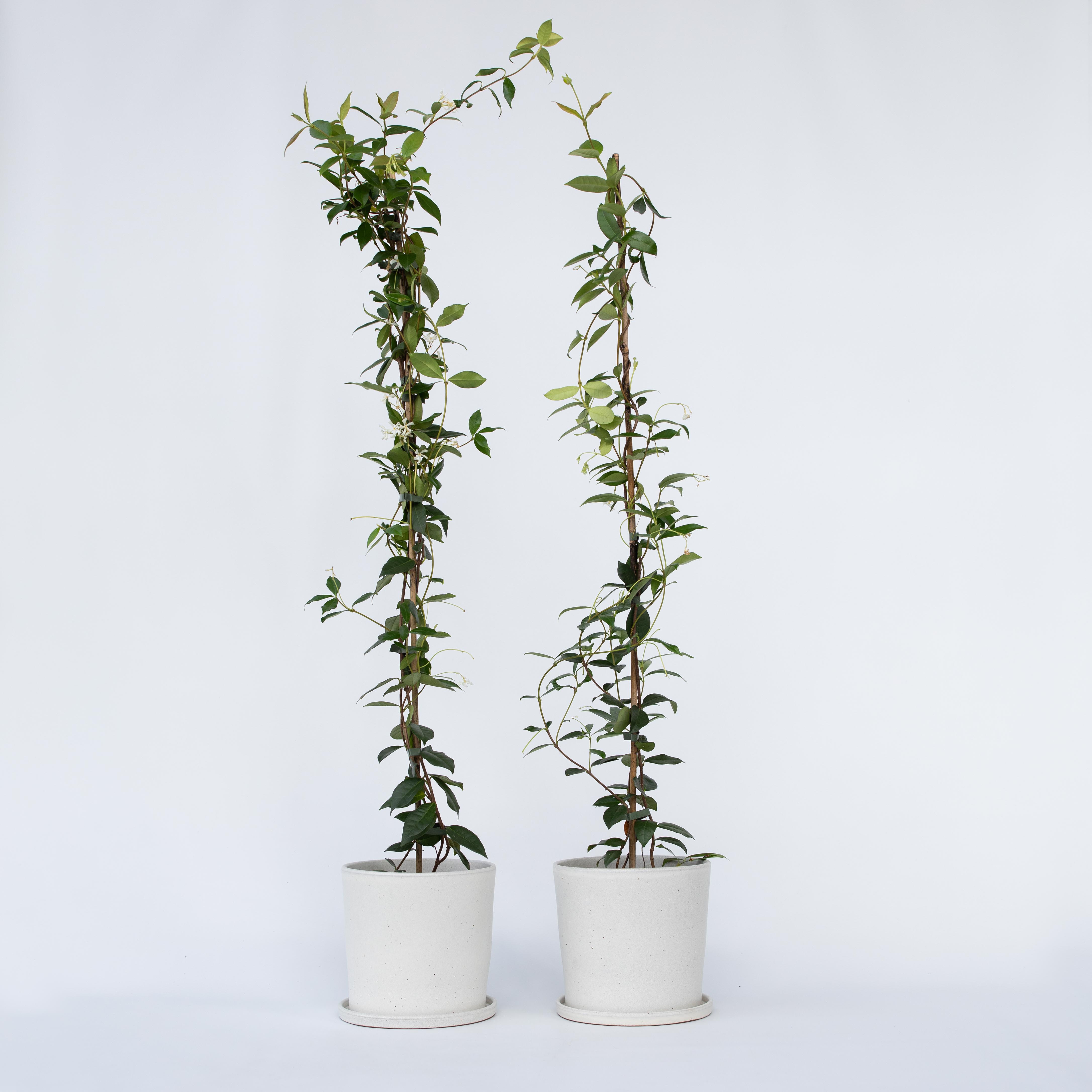 Jasmin étoilé - Set de 2 - Trachelospermum jasminoides - H110-120cm - ⌀17cm - 6
