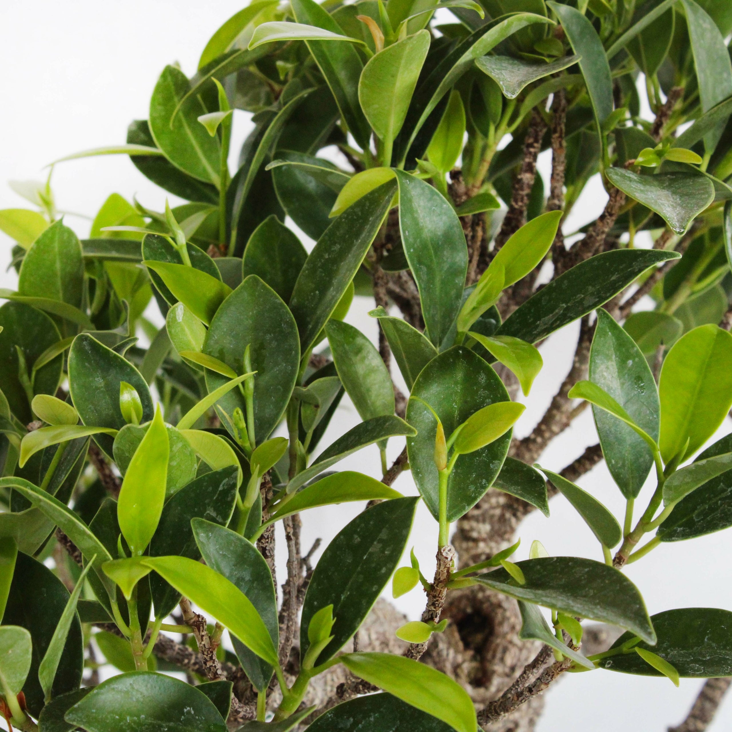 KENTIS - Bonsaï Ficus Microcarpa - Bonsaï Ficus Retusa - Plantes d'Intérieur Véritables - Pot en Céramique - H 40-50 cm Pot Ø 25 cm - 3