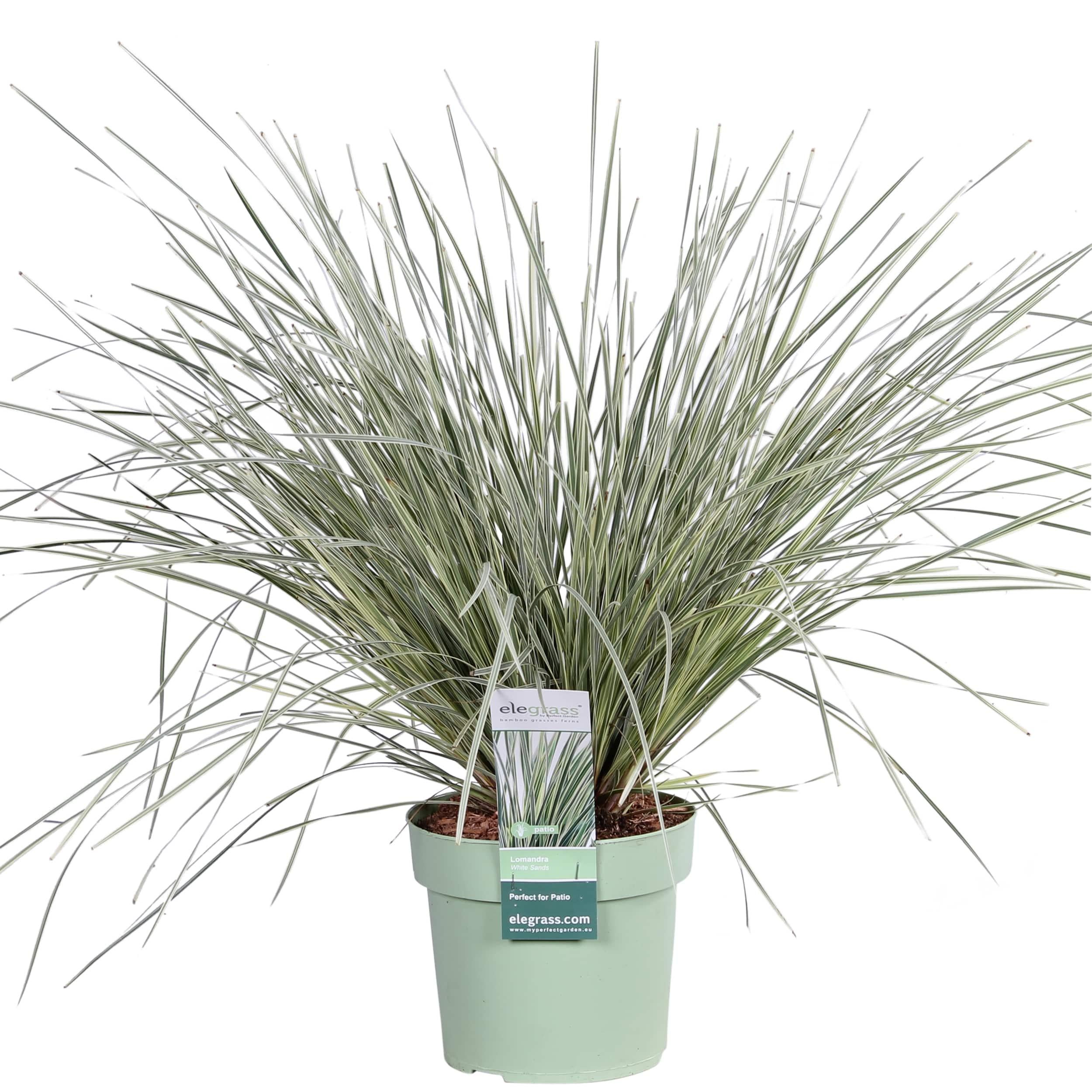 Lomandra longifolia White Sands - Roślina wieloletnia variegata - 19cm - 40cm