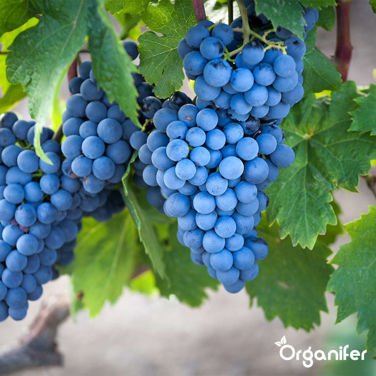 Compost De Vers - Vermicompost - Grand Sac De 1500 Litres Pour 1500M2 - Organifer - 5