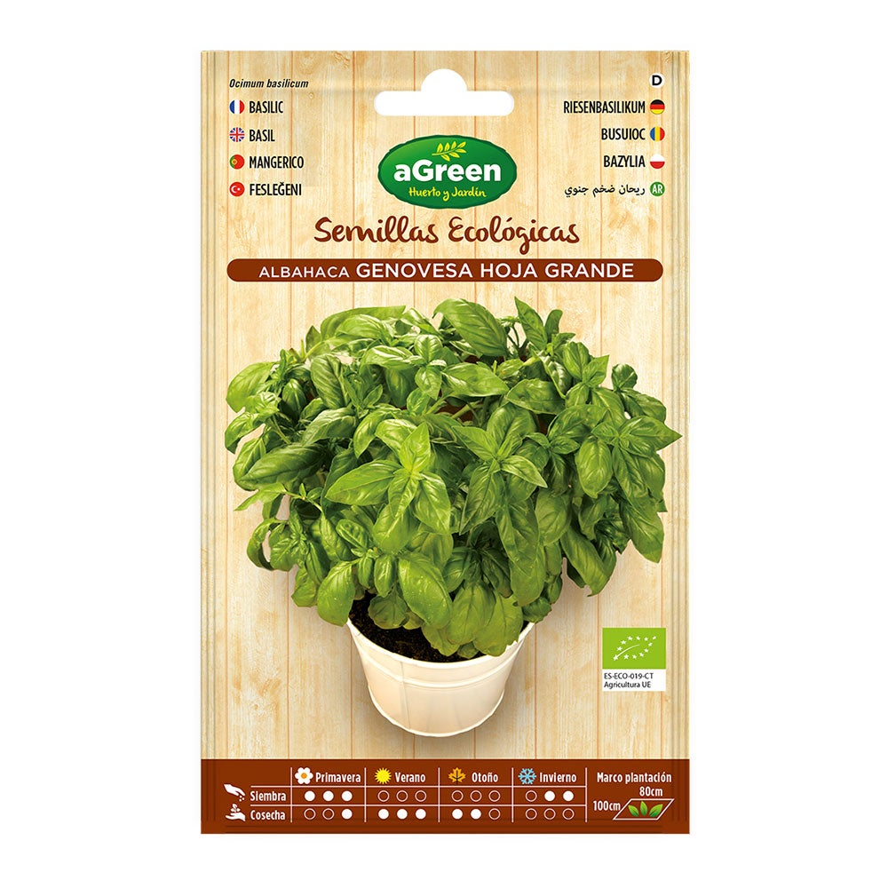 Semi biologici basilico Genovese semi di erbe 500 x semi | tasso di germinazione molto elevato