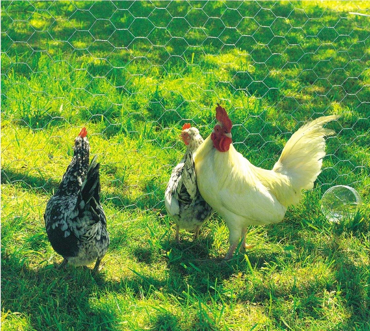 Grillage métallique triple torsion 