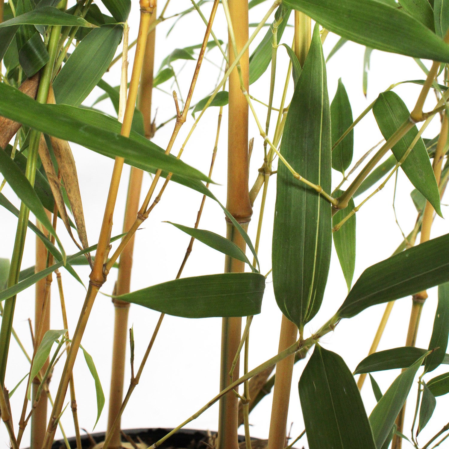 KENTIS - Bambusa Spectabilis - Bamboo Pianta Vera da Esterno - Piante per Giardino Balcone Terrazzo - H 170/200 cm Vaso Ø 24 cm - 3